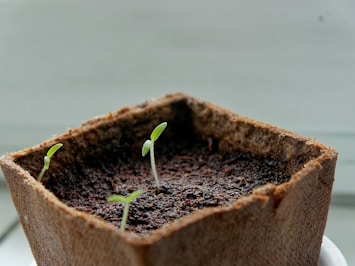 a close up of a small plant in a pot