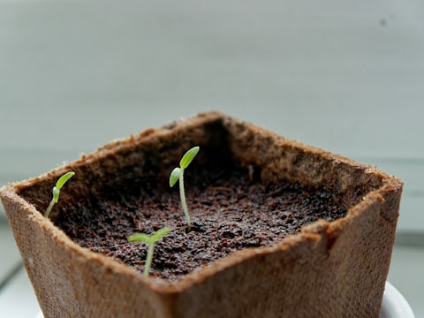 a close up of a small plant in a pot