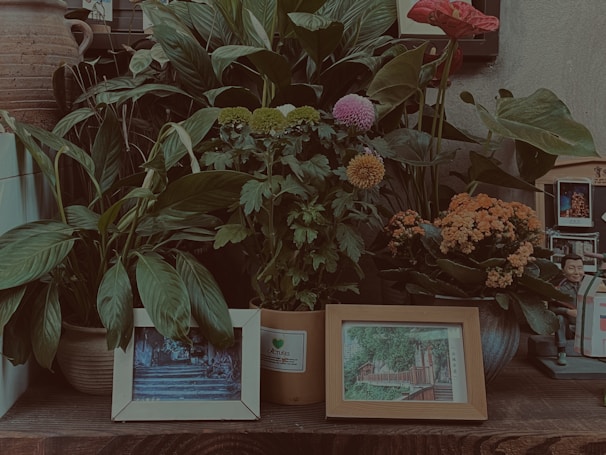 The image displays a collection of potted plants with lush green leaves and various flowers, including pink, yellow, and orange blooms. In front of the plants, there are two framed photographs with scenic images, and an array of small decorative items, including a toy figure, positioned on a wooden surface.