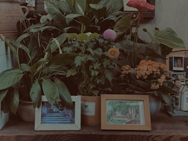 The image displays a collection of potted plants with lush green leaves and various flowers, including pink, yellow, and orange blooms. In front of the plants, there are two framed photographs with scenic images, and an array of small decorative items, including a toy figure, positioned on a wooden surface.
