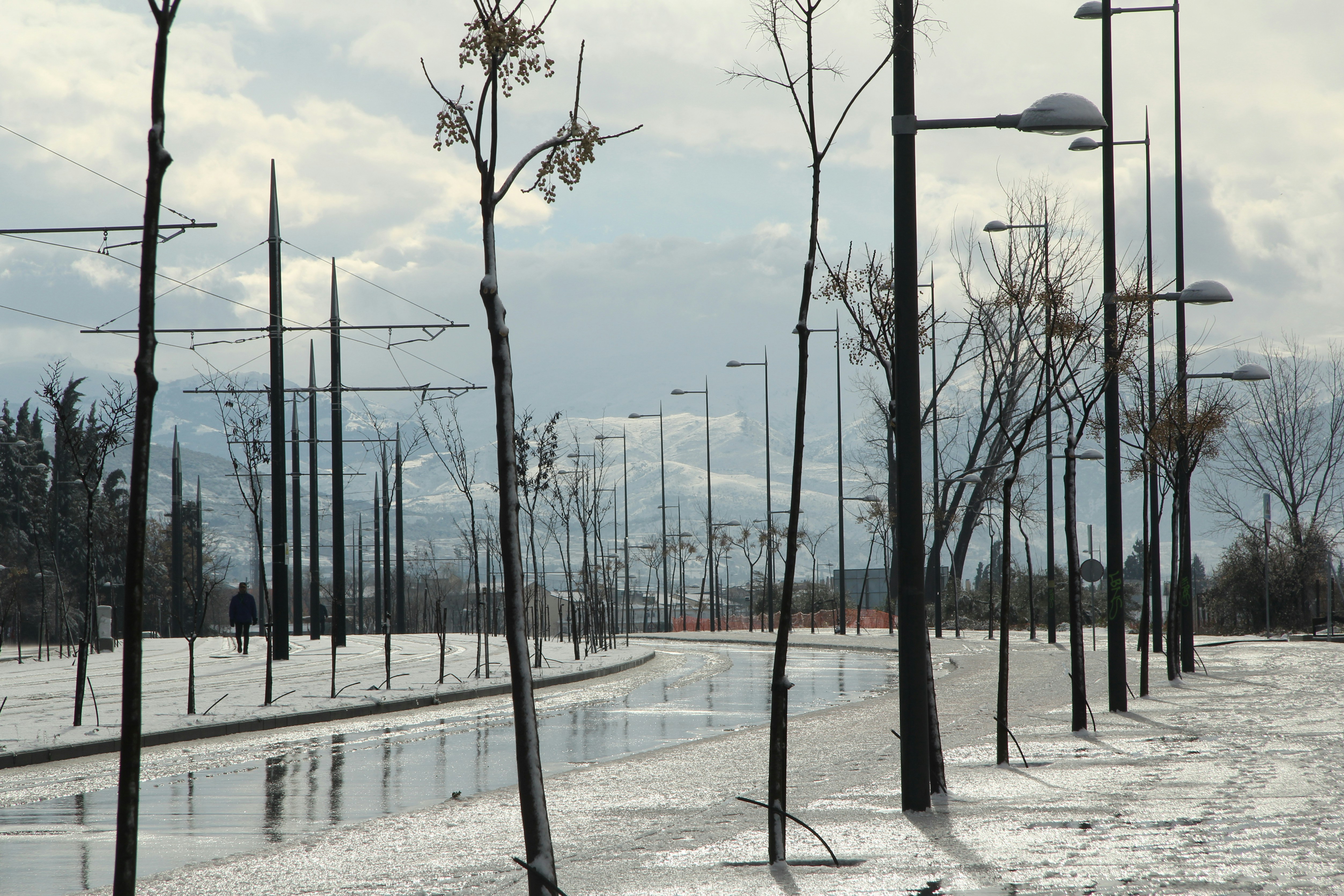 a street with a lot of trees and a lot of snow on the ground