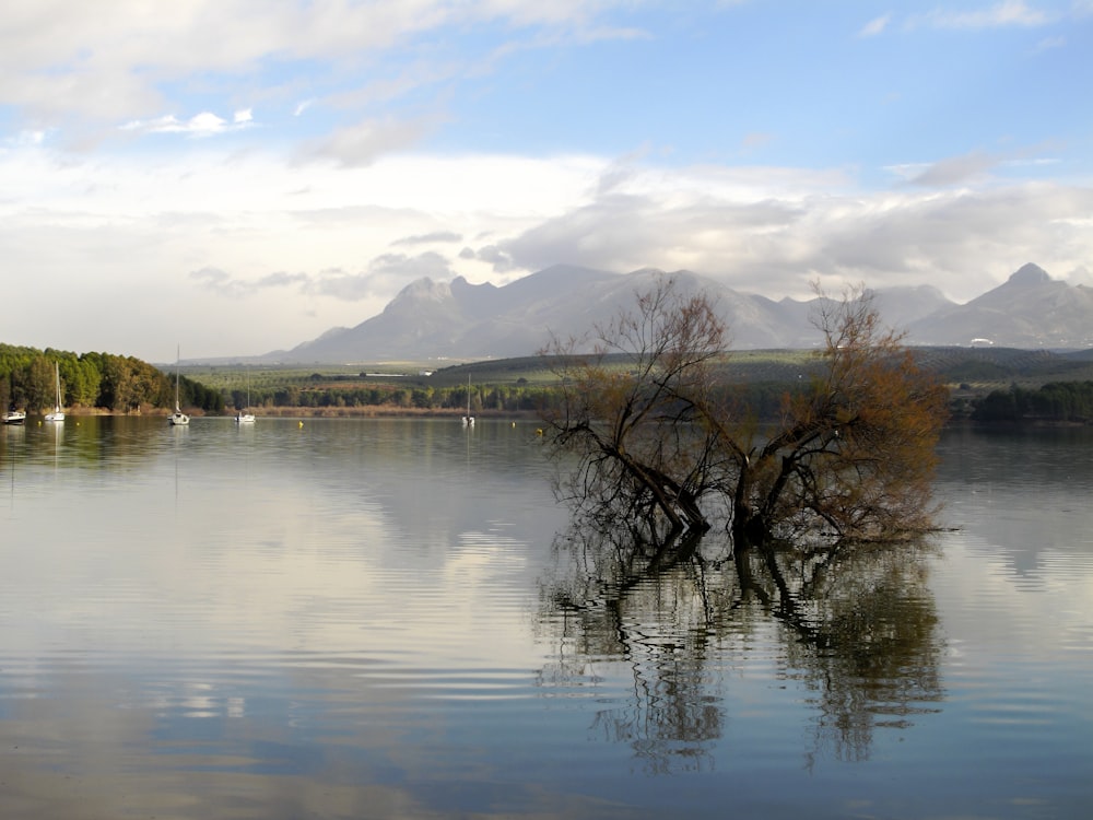 a large body of water with a tree in the middle of it