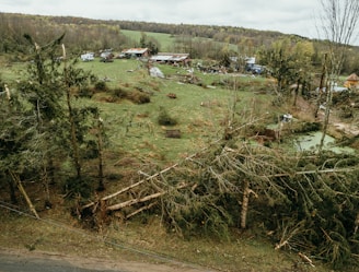 a view of a lot of trees that have fallen over