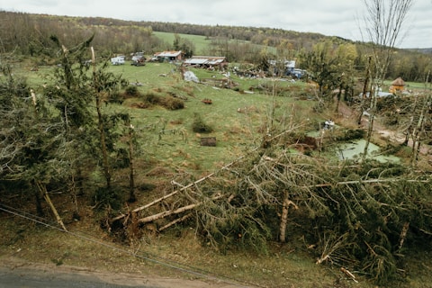 a view of a lot of trees that have fallen over