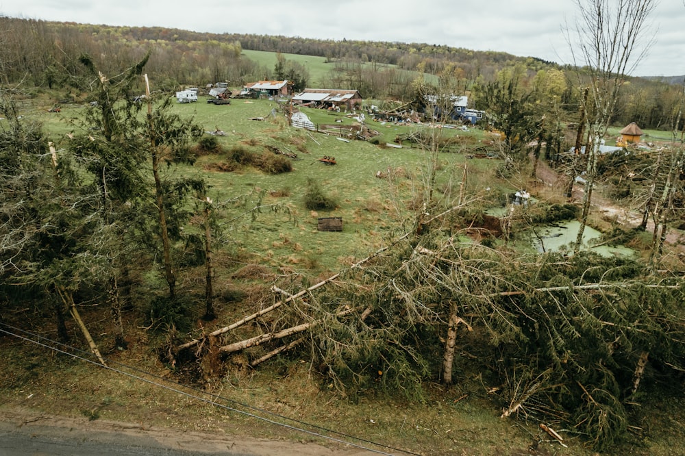 Una vista de muchos árboles que se han caído
