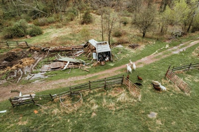 A rural scene with a small, weathered shed surrounded by scattered wooden planks and debris. A muddy path leads past the structure, with some fencing enclosing parts of the grassy area. Livestock, including goats and sheep, roam around in the grassy field, contributing to the pastoral setting. Trees and patches of greenery surround the area, indicating a countryside environment.
