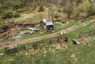 A rural scene with a small, weathered shed surrounded by scattered wooden planks and debris. A muddy path leads past the structure, with some fencing enclosing parts of the grassy area. Livestock, including goats and sheep, roam around in the grassy field, contributing to the pastoral setting. Trees and patches of greenery surround the area, indicating a countryside environment.