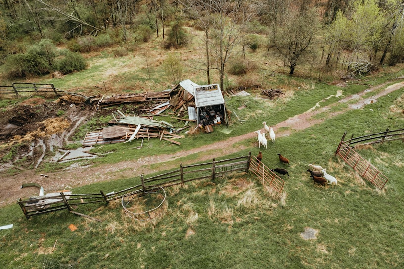 A rural scene with a small, weathered shed surrounded by scattered wooden planks and debris. A muddy path leads past the structure, with some fencing enclosing parts of the grassy area. Livestock, including goats and sheep, roam around in the grassy field, contributing to the pastoral setting. Trees and patches of greenery surround the area, indicating a countryside environment.