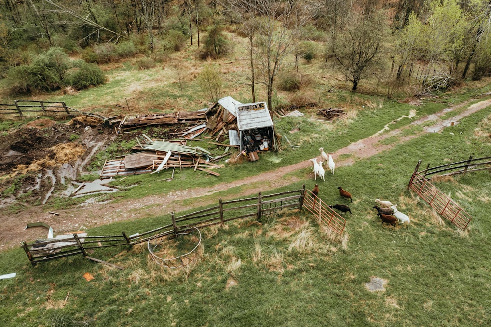 a group of chickens standing on top of a lush green field