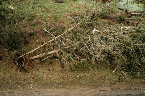 a tree that has fallen over in a field