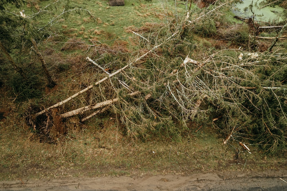 a tree that has fallen over in a field