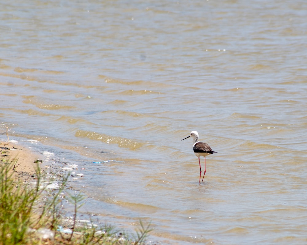 a bird standing in a body of water