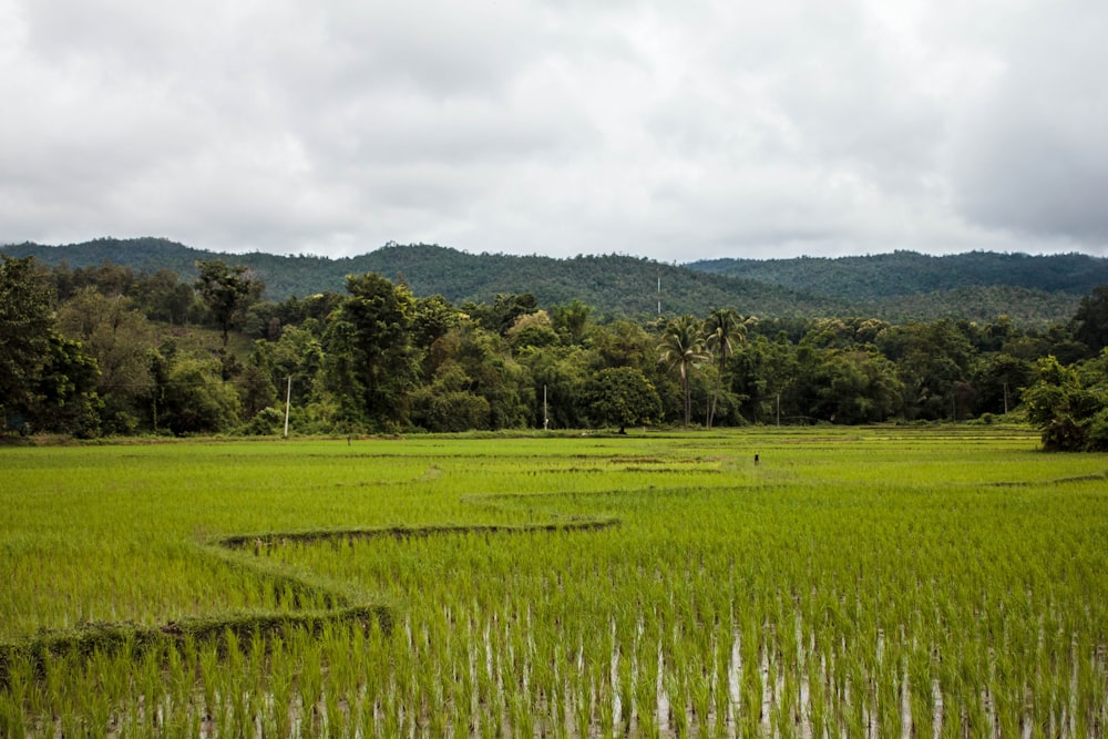 a lush green field with trees in the background