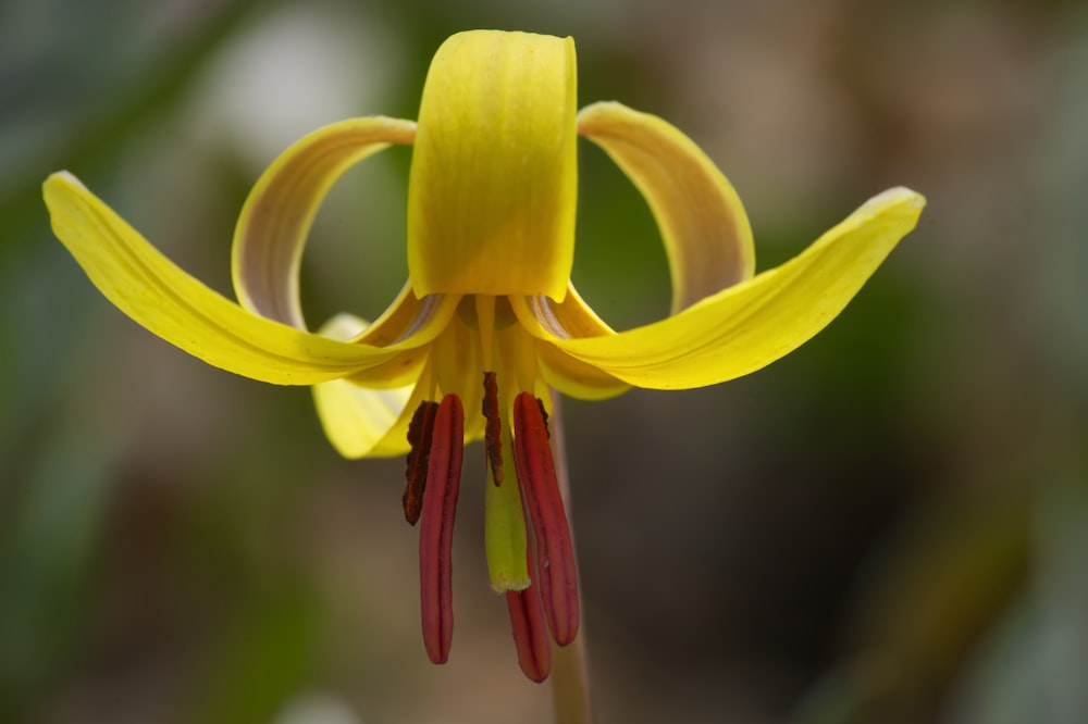 a close up of a flower with a blurry background