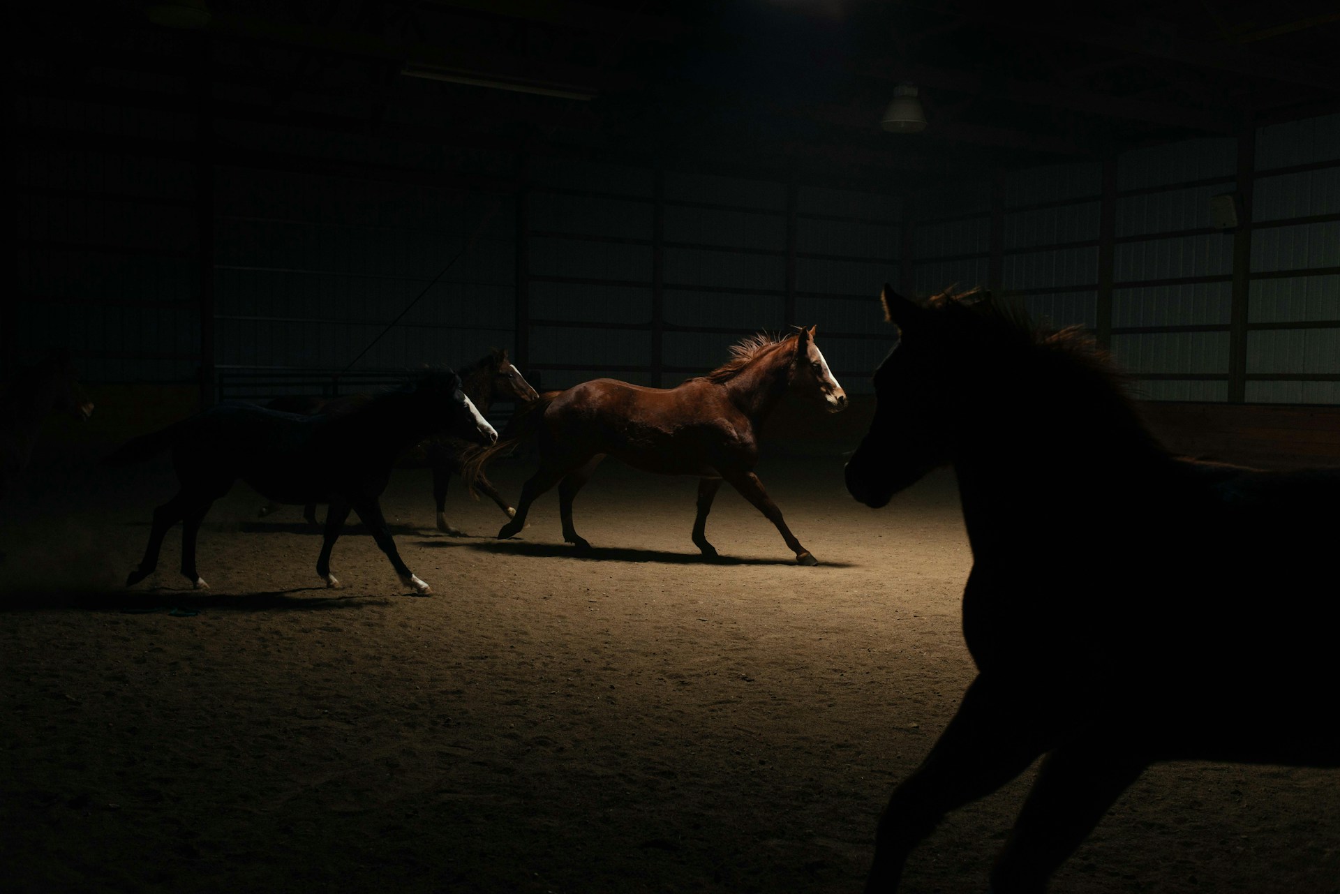 a group of horses running in a barn at night
