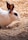 A white rabbit with dark markings on its ears and around its eyes is resting on a bed of straw or wood shavings. The rabbit's fur looks soft and clean, and its surroundings appear to be part of a cozy indoor habitat.