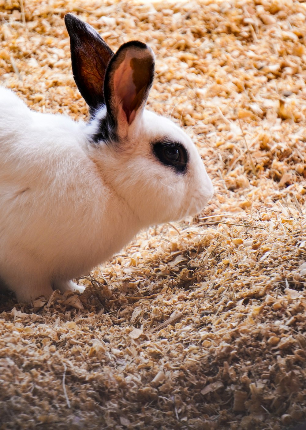 a small white rabbit sitting on top of a pile of hay