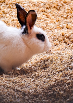 A white rabbit with dark markings on its ears and around its eyes is resting on a bed of straw or wood shavings. The rabbit's fur looks soft and clean, and its surroundings appear to be part of a cozy indoor habitat.