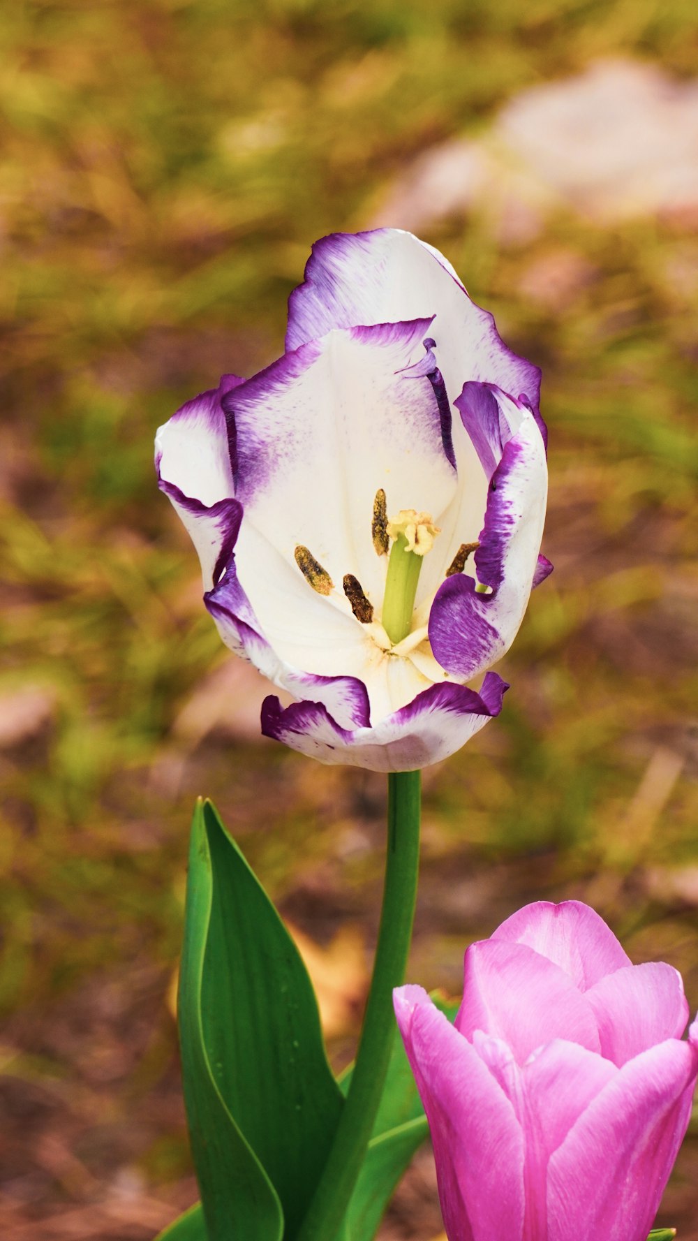 two purple and white flowers in a field