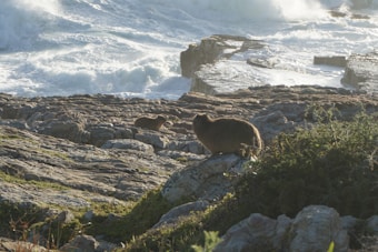 A rugged coastal scene featuring rocky terrain with ocean waves crashing in the background. Two small animals, likely rock hyraxes, are perched among the rocks, with some green vegetation in the foreground.