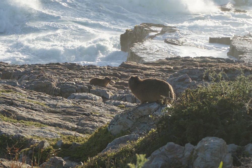 a couple of bears standing on top of a rocky hillside