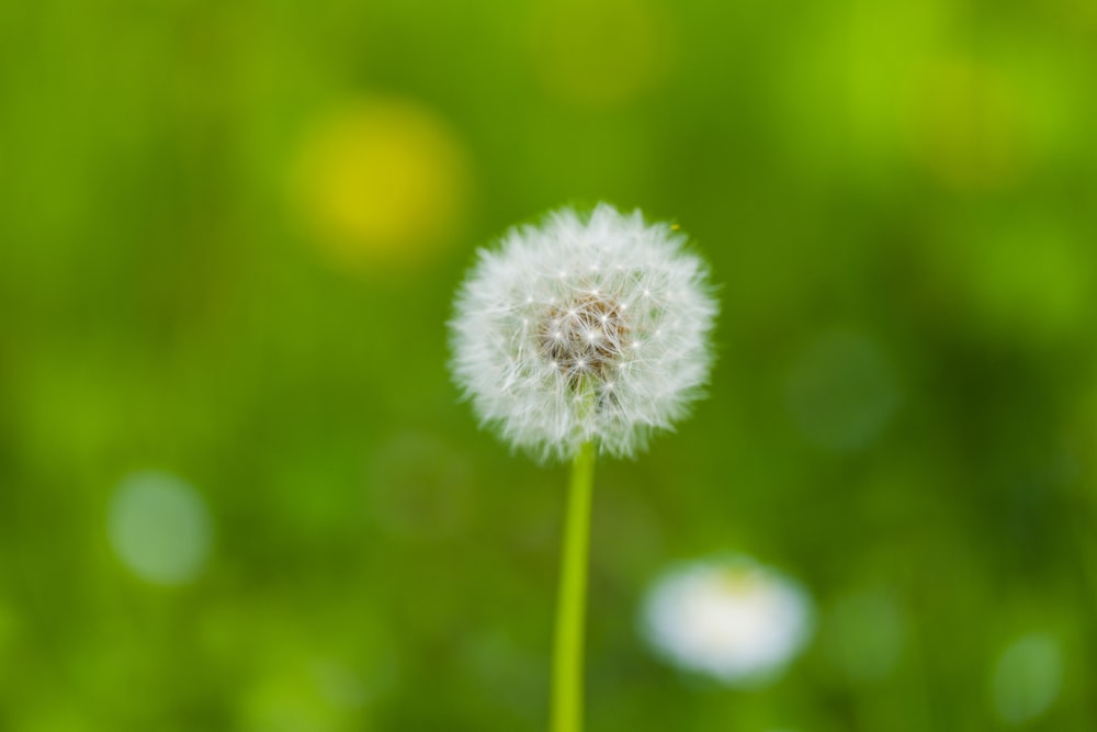 a single dandelion sitting on top of a green field
