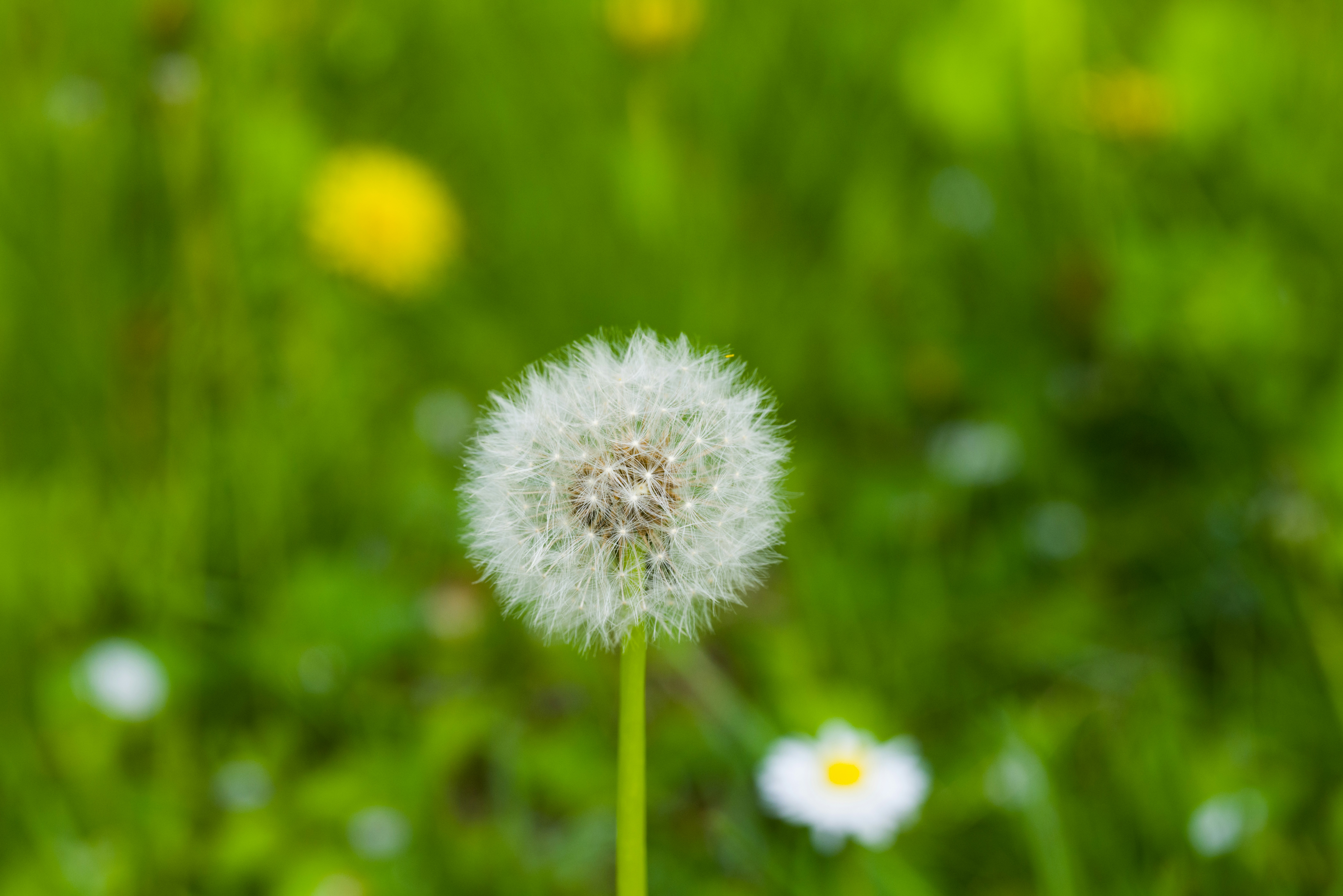 Photo by georgeiermann