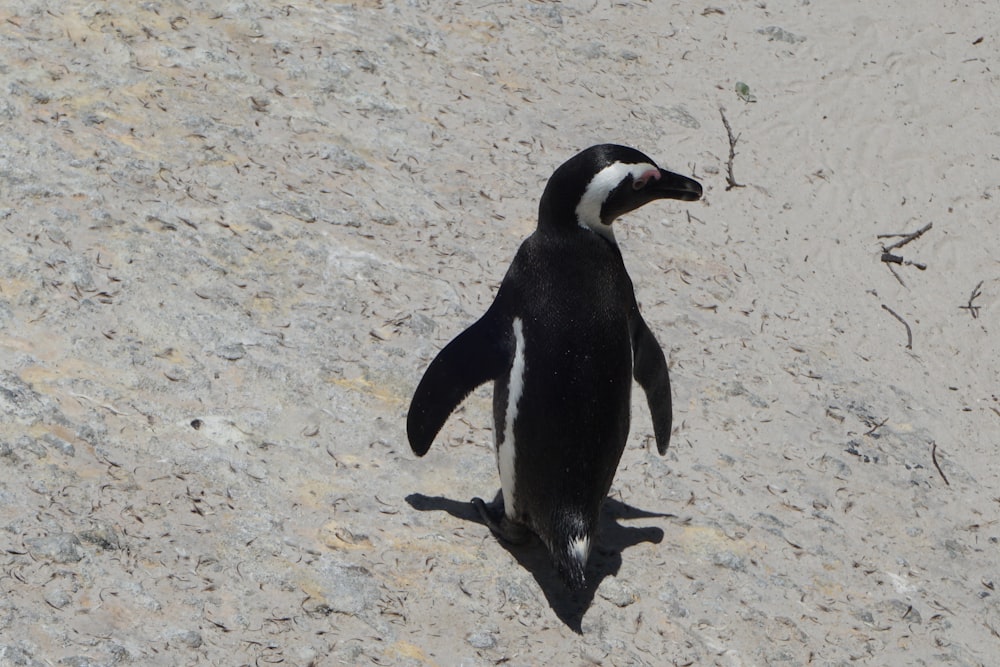 a black and white penguin walking on a beach