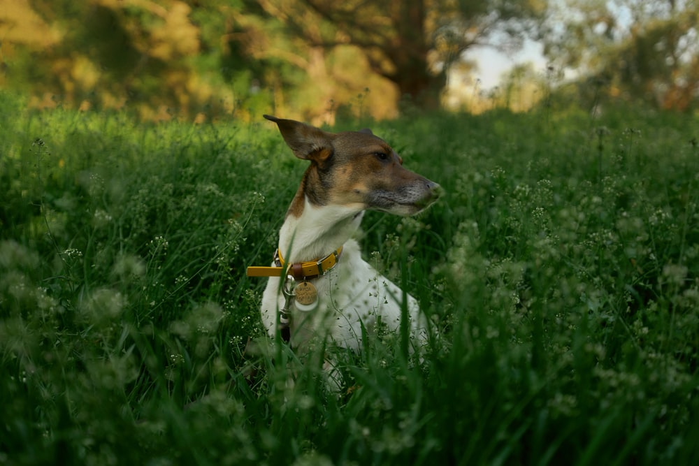 a dog sitting in a field of tall grass