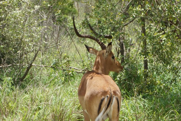 An antelope standing in the middle of a forest — Kruger, South Africa
