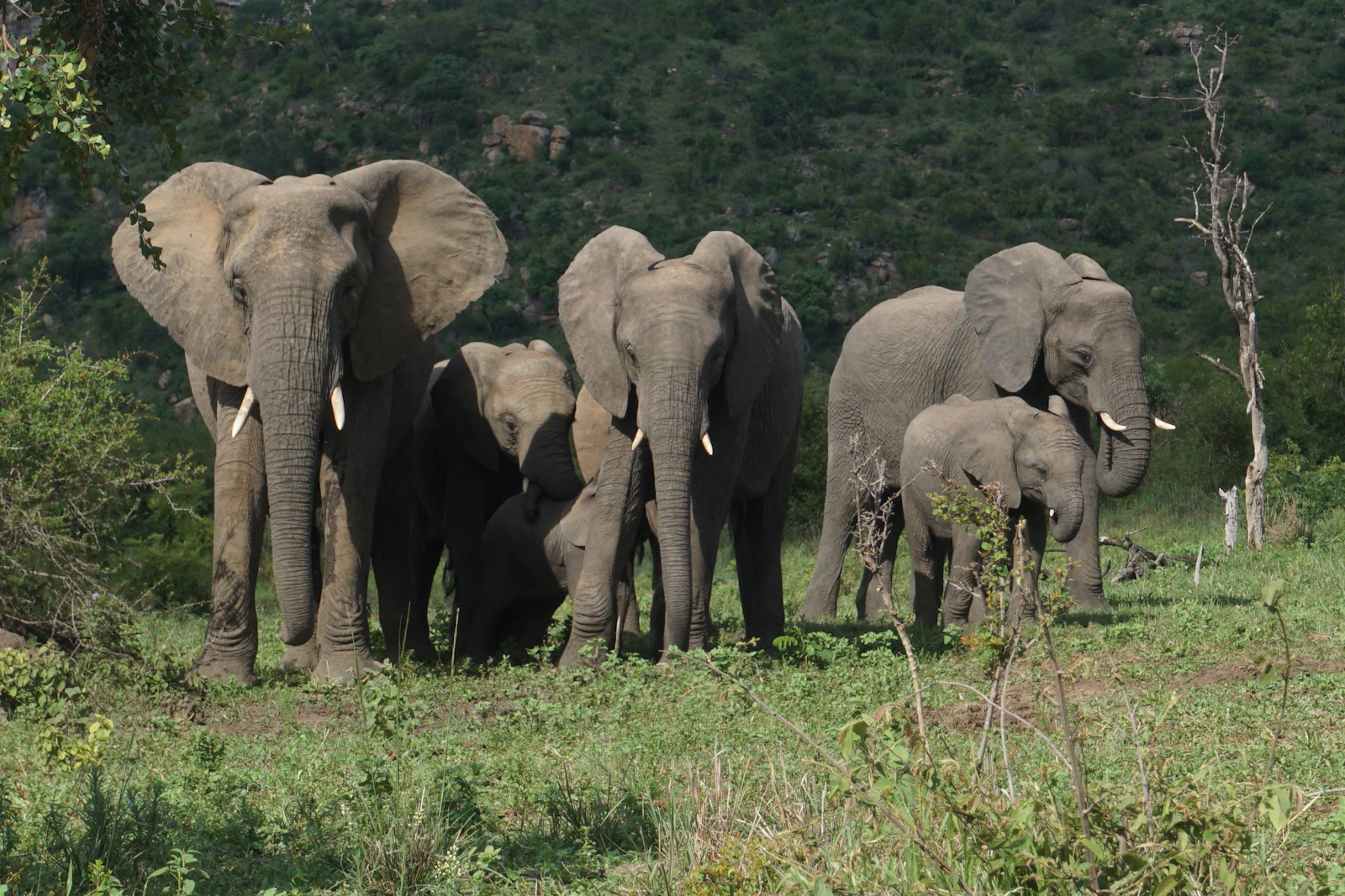 Reserve de Thornybush
