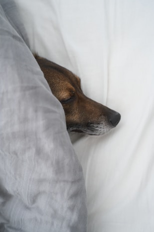 A peaceful sleeping dog wrapped in a soft blanket inside the hotel.