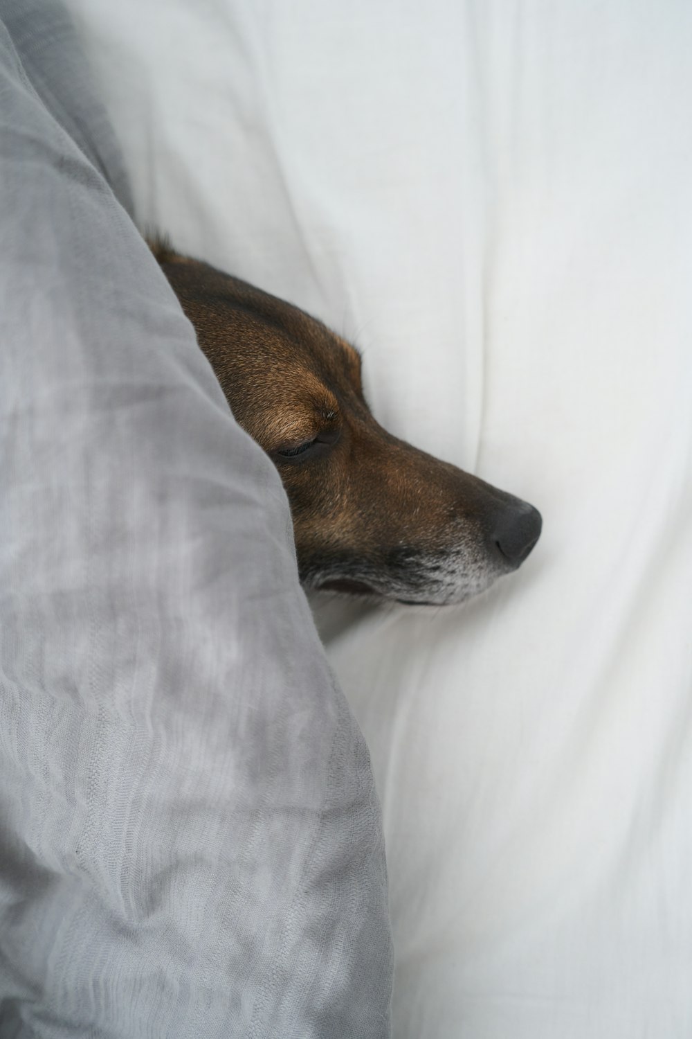 a dog sleeping in a bed with white sheets
