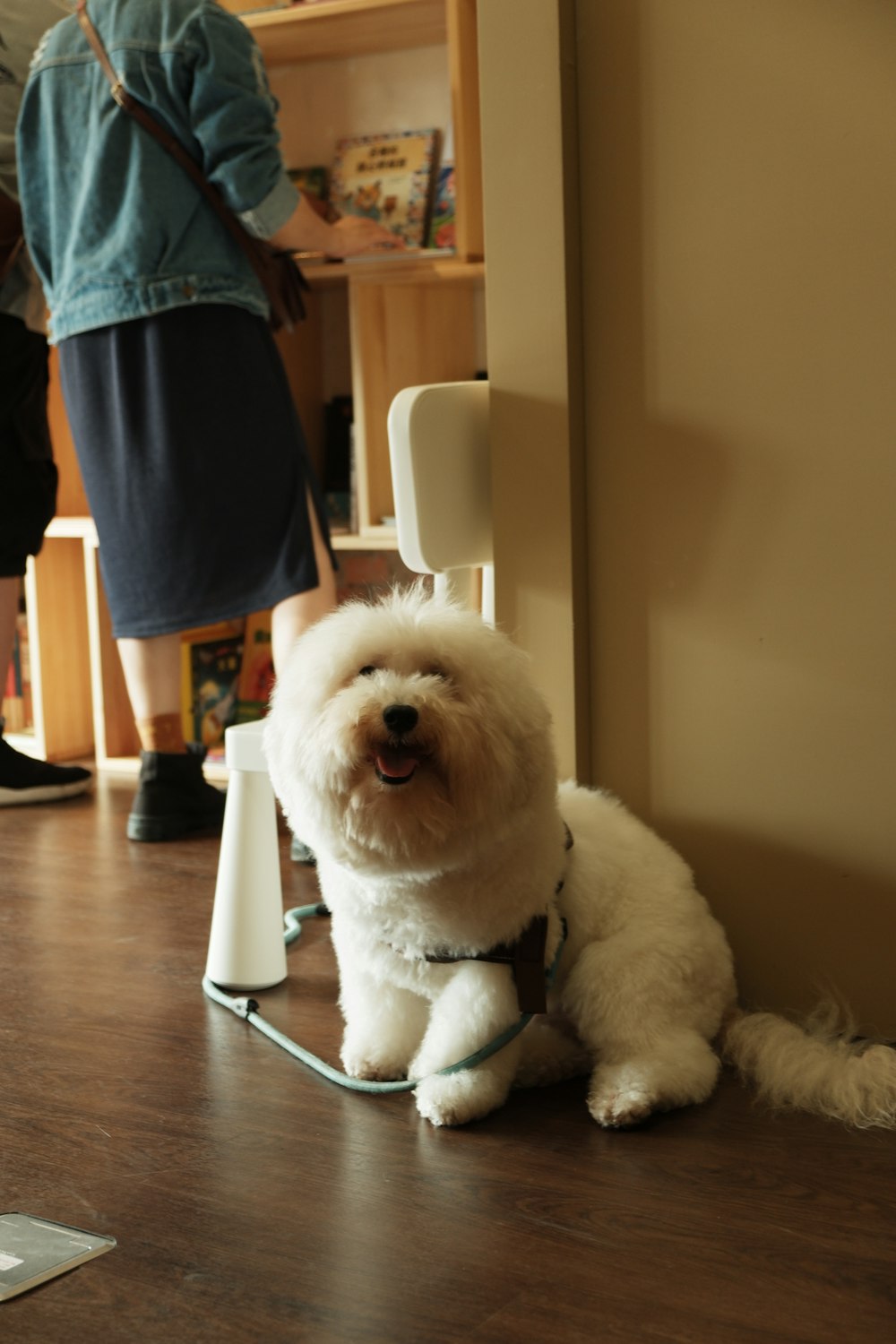 a small white dog sitting on top of a wooden floor