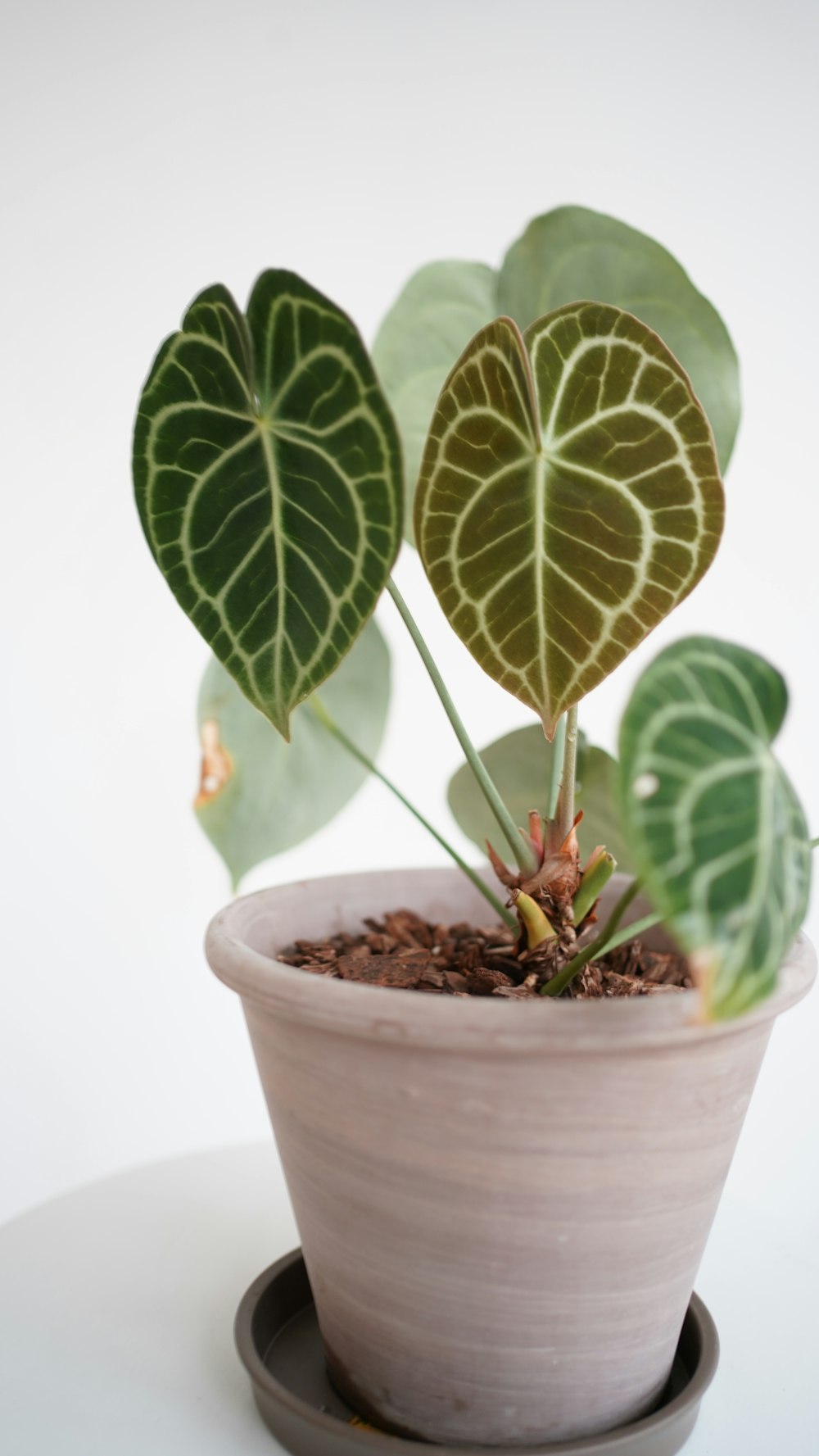 a potted plant with green leaves on a white table