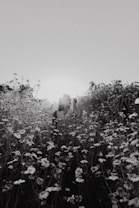 A serene black and white photograph captures a person standing amidst a field of blooming daisies. The flowers create a sea of petals around the individual, who is slightly blurred, adding to the dreamy atmosphere. The sunlight softly filters through the field, casting a gentle glow.