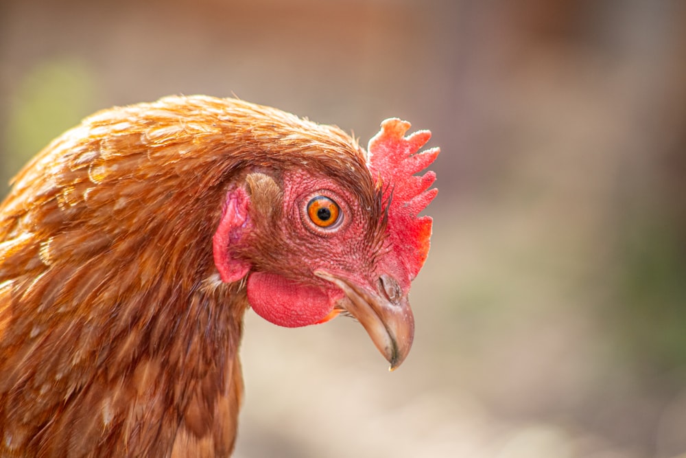 a close up of a rooster's head with a blurry background