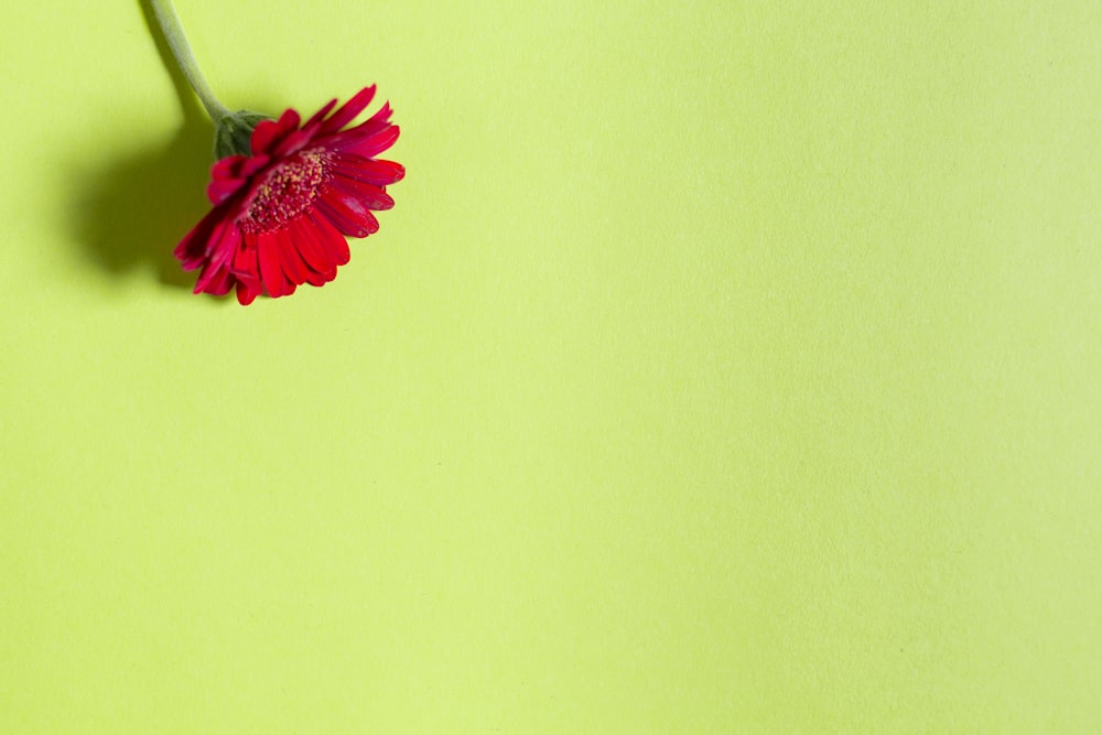 a single red flower on a green background