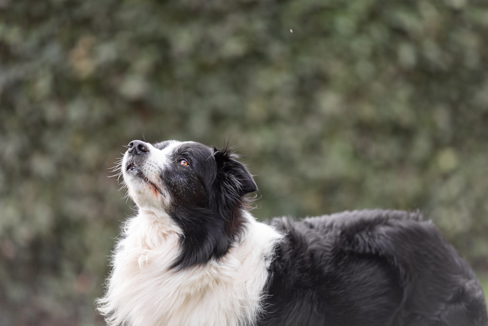 a black and white dog looking up into the sky