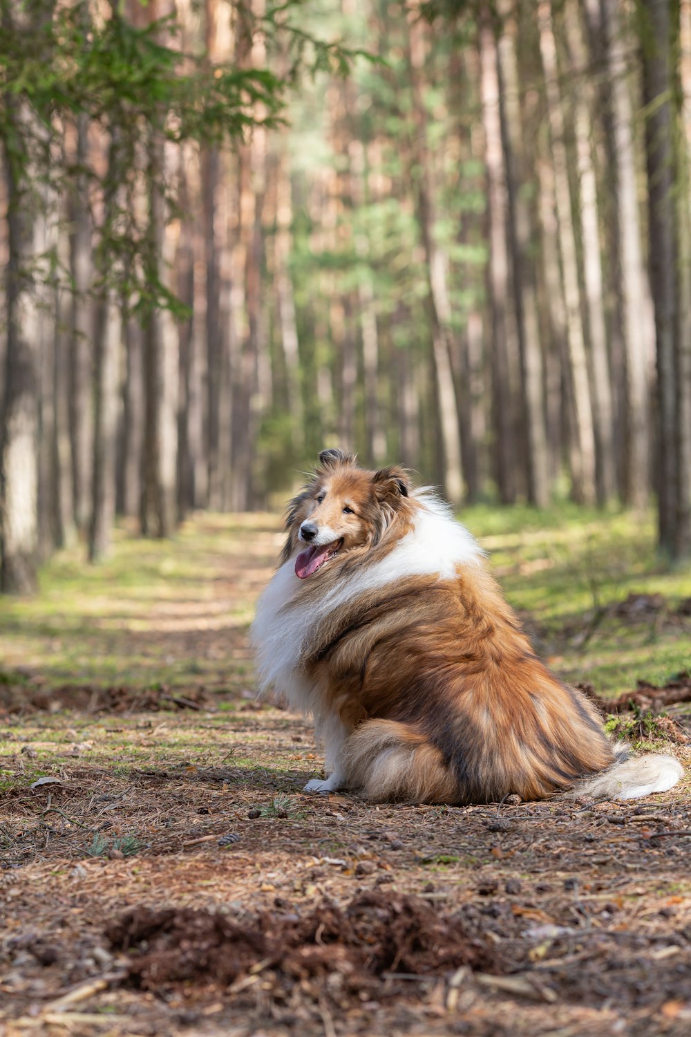 a brown and white dog sitting in the middle of a forest