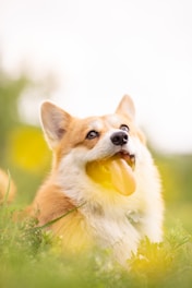 A joyful corgi sitting in a sunlit garden surrounded by flowers.