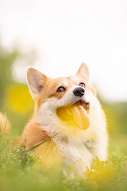 A fluffy corgi with a light brown and white coat is sitting in a field of green grass. Its mouth is open, tongue out, and it appears playful and happy. The background is blurred, emphasizing a bright and sunny atmosphere with soft yellow tones.