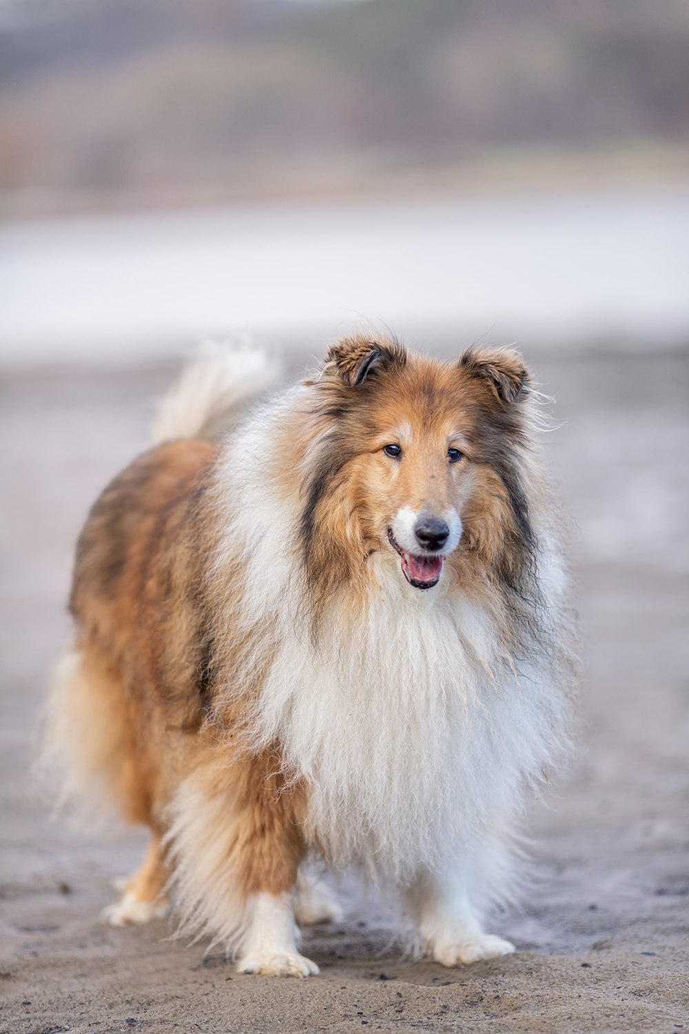 a brown and white dog standing on top of a sandy beach