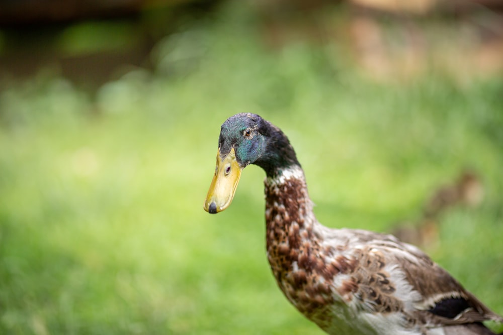 a close up of a duck in a field of grass