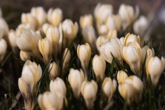 a bunch of white flowers that are in the grass