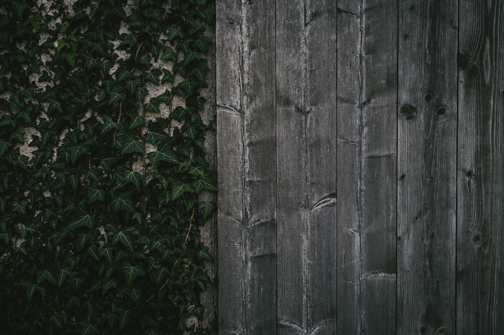 a close up of a wooden fence with vines growing on it