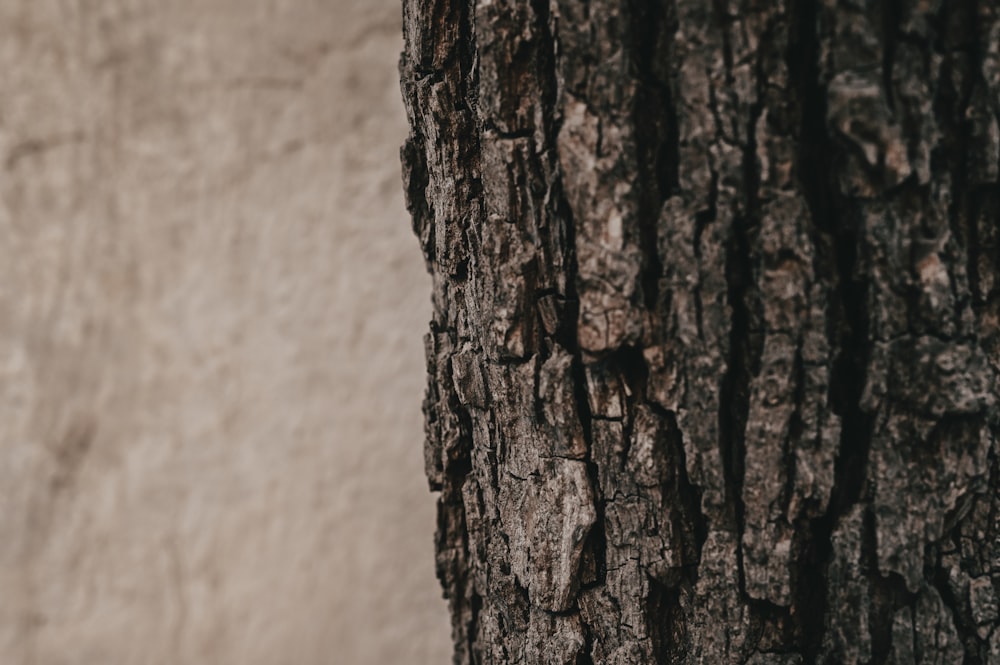 a close up of the bark of a tree