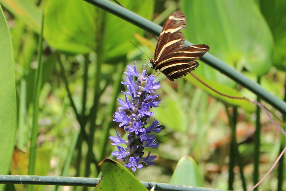 a butterfly is sitting on a purple flower