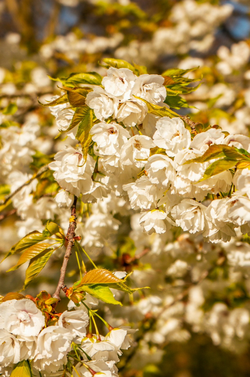 a close up of a tree with white flowers