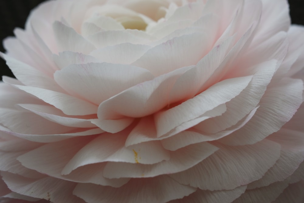 a close up of a large pink flower